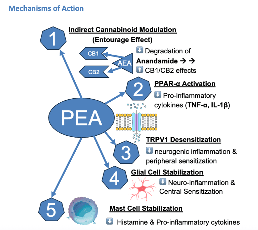 PEA Mechanisms of Action